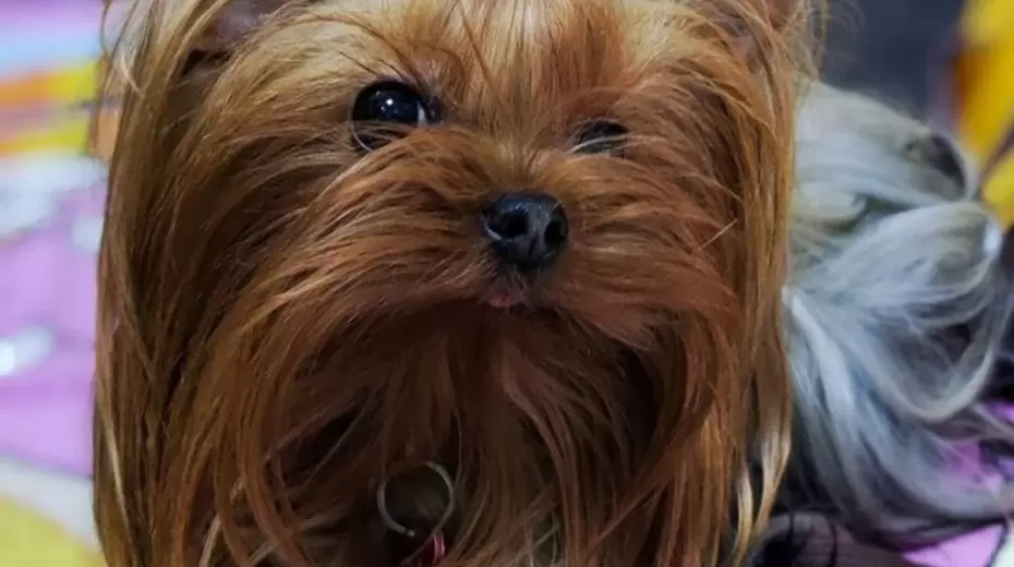 7 правил здоровья вашего питомца